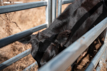 scanning cow tag in a cattle yards nlis tag scan with a wand on a farm with livestock in summer