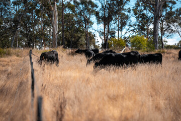 beautiful cattle in Australia  eating grass, grazing on pasture. Herd of cows free range beef being...