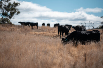 beautiful cattle in Australia  eating grass, grazing on pasture. Herd of cows free range beef being...