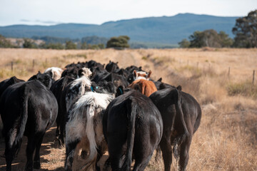 beautiful cattle in Australia  eating grass, grazing on pasture. Herd of cows free range beef being...