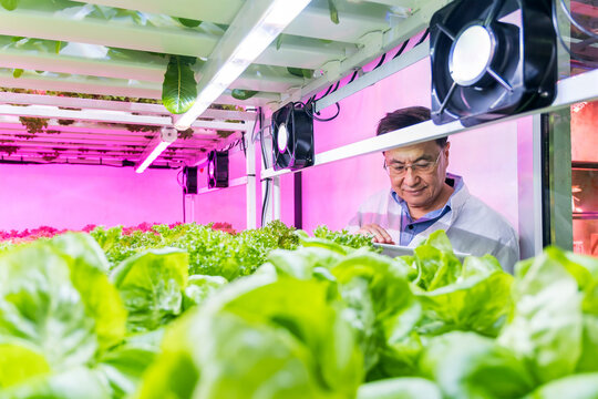 Scientist in a modern vertical farm examining lettuce under LED grow lights. Technology meets agriculture in this indoor setup, enhancing sustainable food production and urban farming efficiency.