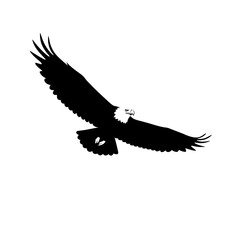 Eagle Soaring Over Mountain Landscape, Nature Photography, Majestic Wildlife, Aerial View, Clear Sky