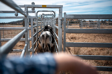 female australian farmer working in stock yards with a herd of cows, Hardworking Farmer Monitoring...