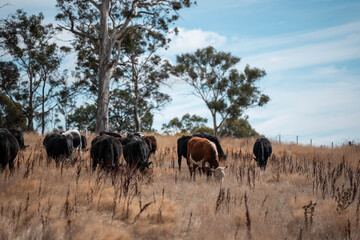 beautiful cattle in Australia  eating grass, grazing on pasture. Herd of cows free range beef being regenerative raised on an agricultural farm. Sustainable farming