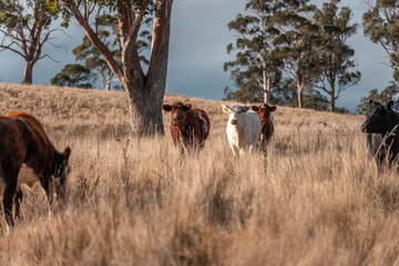 beautiful cattle in Australia  eating grass, grazing on pasture. Herd of cows free range beef being...