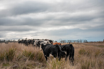 beautiful cattle in Australia  eating grass, grazing on pasture. Herd of cows free range beef being...