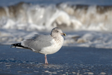 Adult winter plumage Herring Gull