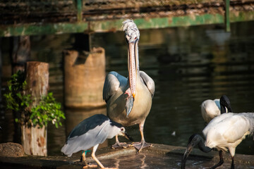 A pelican with a fish in its beak stands near a pond in an Indian zoo, surrounded by other birds. ...