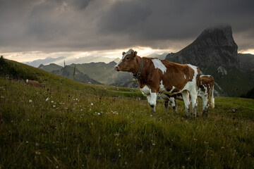 Simmental Cattle Grazing in the Swiss Alps