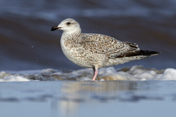 Herring Gull, Larus argentatus, juvenile plumage bird on the shoreline
