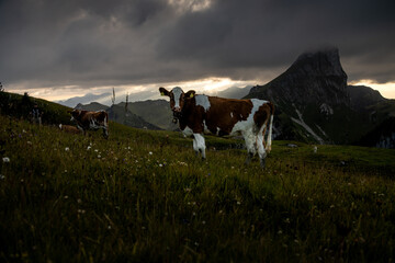 Simmental Cattle Grazing in the Swiss Alps