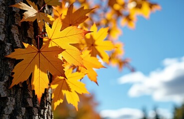 Golden autumn leaves cling to a tree trunk against a bright blue sky with scattered clouds, capturing the vibrant colors of fall season