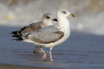 Herring Gull, Larus argentatus, immature and juvenile plumage birds together on the shoreline

