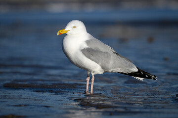 Adult Herring Gull
