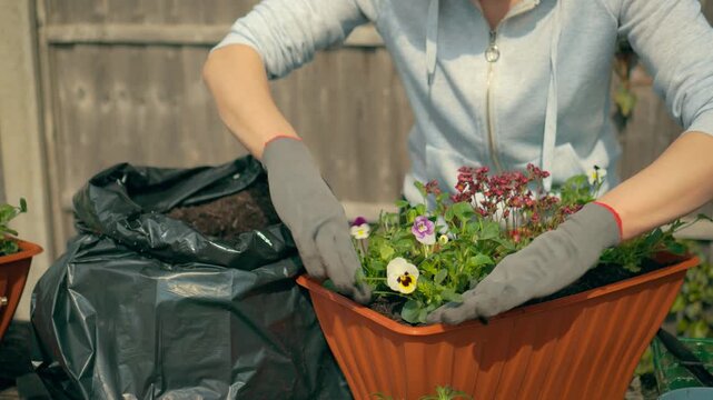 Woman arranging blooming flowers in long plastic flowerpot. Sustaining, caring, green surroundings, cultivating, open air, yearly farming. Female grower placing vibrant plants into rectangular planter