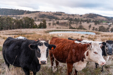 beautiful cattle in Australia  eating grass, grazing on pasture. Herd of cows free range beef being regenerative raised on an agricultural farm. Sustainable farming