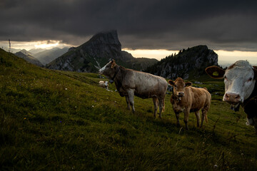 Simmental Cattle Grazing in the Swiss Alps