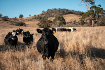 beautiful cattle in Australia  eating grass, grazing on pasture. Herd of cows free range beef being...