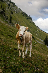 Simmental Cow Grazing in the Swiss Alps