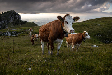 Cows Grazing in the Swiss Alps, Canton Bern