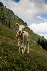 Simmental Calf on a Swiss Alpine Meadow