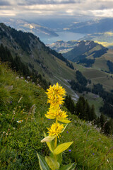 great yellow gentian near Laseberg Peak's Vibrant Flora and Scenic View, Switzerland