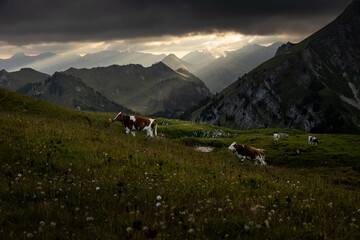 Swiss Alps Dawn: Simmental Cattle in Laseberg