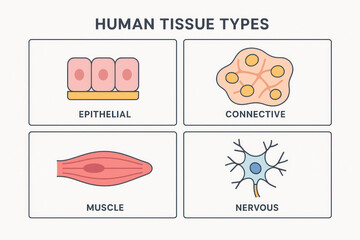 Human Tissue Types Diagram: Epithelial, Connective, Muscle, Nervous - Illustration