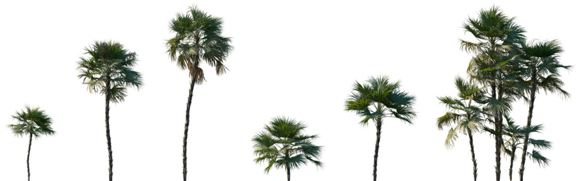 Set of Acoelorraphe wrightii (Paurotis palm, Everglades palm or Madeira palm, cubas, tique) frontal isolated png on a transparent background perfectly cutout
