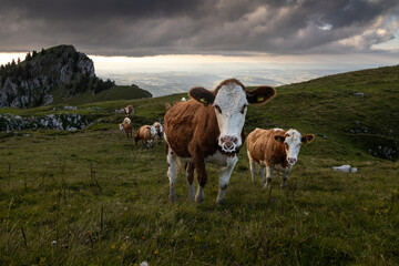 Cows on a Swiss Alpine Meadow at Dusk
