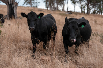 Australian wagyu cows grazing in a field on pasture. close up of a black angus cow eating grass in a paddock in springtime in australia