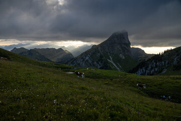 Dramatic Swiss Alps Landscape with Grazing Cows