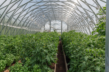 greenhouse with plants