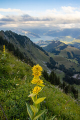 great yellow gentian near Laseberg Peak's Vibrant Flora and Scenic View, Switzerland