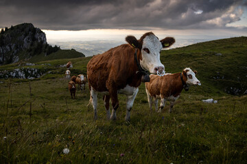 Grazing Cows in the Swiss Alps, Laseberg