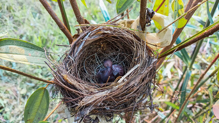 A close-up view of a newborn baby bird and a speckled egg inside a finely woven nest, nestled securely among green branches and leaves in a natural outdoor setting.