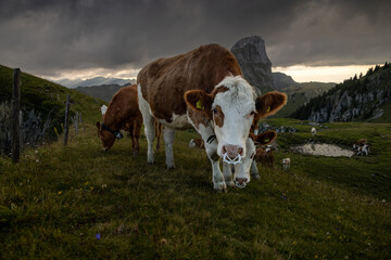 Dramatic Swiss Alps Landscape with Grazing Cows