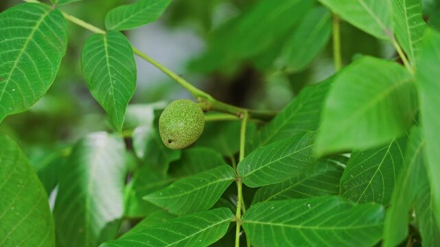 Close up of a green greek walnut surrounded by leaves on a tree