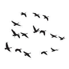 Fototapeta premium Flock of geese flying in formation silhouette birds migration