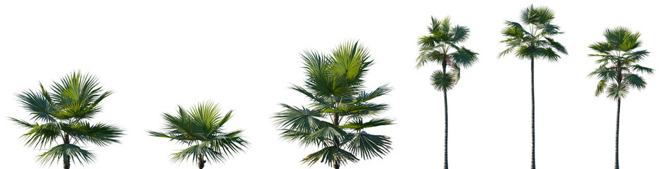 Set of Saribus rotundifolius (also known as the footstool palm) frontal isolated png on a transparent background perfectly cutout