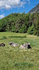 Relaxed cows resting in a blooming alpine meadow surrounded by mountain tranquility