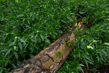 broken tree fell down after a strong storm went through at horizontal composition