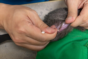 veterinary cleaning cats ear with cotton swab