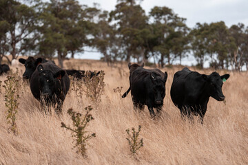 Australian wagyu cows grazing in a field on pasture. close up of a black angus cow eating grass in a paddock in springtime in australia
