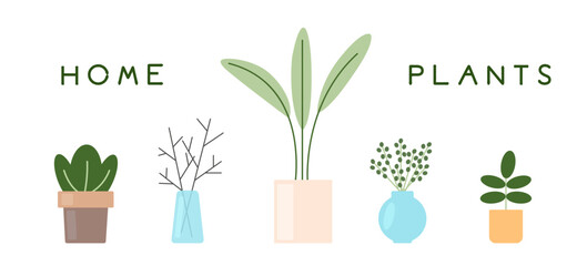 Home plants set. Potted plants and in glass vase for interior design. Simple flat collection of elements.