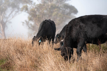 cows grazing in a misty field, mist over a Farming landscape with beautiful cows and cattle grazing on pasture at dswk in the australian outback over hills in spring on a farm sustainable agriculture