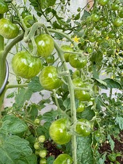 Grüne Tomaten am Strauch im Gemüsegarten