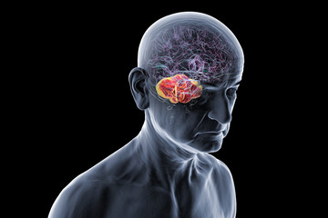 Human brain with highlighted cerebellum, 3D illustration