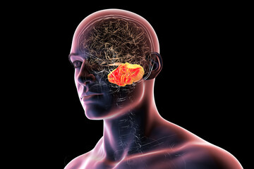 Human brain with highlighted cerebellum, 3D illustration
