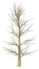 Obraz premium 3D Rendering American Holly Tree on White